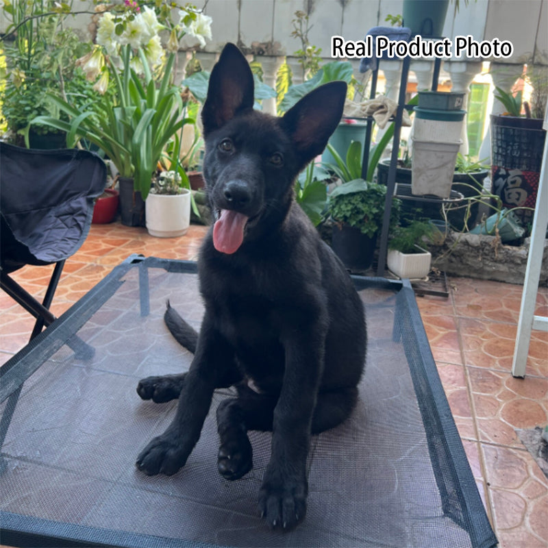 Elevated Nylon Iron Dog Bed